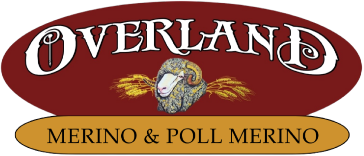 Overland Merino & Poll Merino Stud