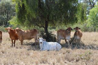 Tightly Held Cattle Property For Sale For First Time In 60 Years
