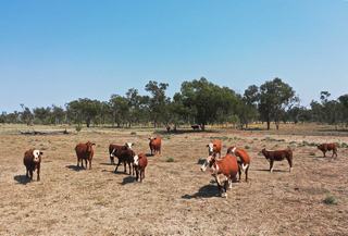 Secure Cattle Property For Sale South-West QLD