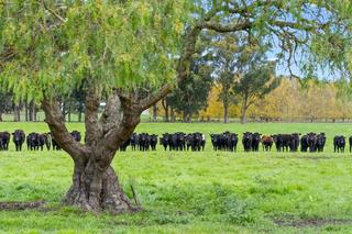 Rural Property For Sale WA Offers Lifestyle, Location + Opportunity