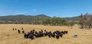 Livestock + Irrigated Cropping Property For Sale NSW
