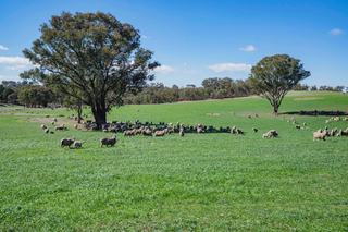 Premium Mixed Farming + Grazing Property For Sale NSW