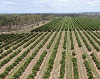 Large Scale Orchard For Sale In QLD’s Tightly Held Citrus Belt