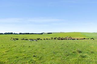Outstanding Cattle + Sheep Breeding Properties For Sale NSW