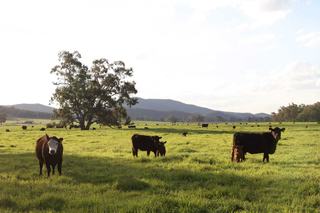 Historic Mixed Farm For Sale Boasting Bell River Frontage