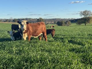 Outstanding Cattle Property For Sale NSW Central West