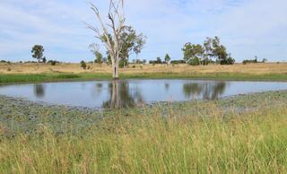 Tightly Held Western Downs Cattle Property For Sale By Auction