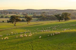 Premier Mixed Farming Property For Sale NSW Riverina