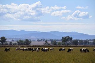 Large Scale Dairy For Sale NSW Central West