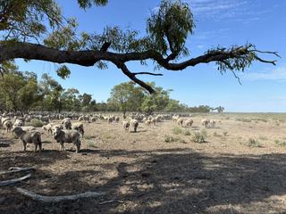 High Yielding Grazing + Cropping Property For Sale NSW