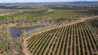 Well-Established Macadamia Plantation For Sale QLD