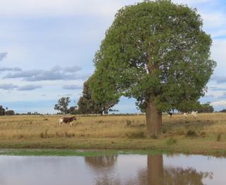 Quality Cattle Country For Sale In Highly Sought-After District