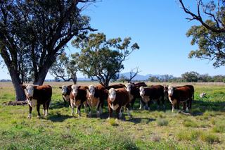 NSW Cattle Property For Sale Boasts Strategic Location, Productive Soils + Big Potential