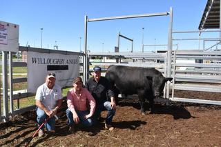 Clearance, top price and average jump for south-west Victorian beef stud