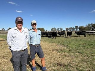 Strong online bids from four states for JB Angus' mature cow dispersal sale