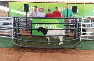 Market confidence reflected in results at annual Charleville Dorper sale