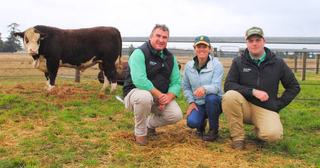 'Blown away': the data that drove this Tasmanian bull to a $102,000 record