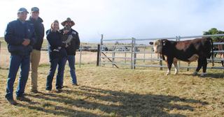 Guilford Poll Hereford records strong clearance as bulls sell to Tasmanian buyers