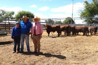Clearance rate drops but average price holds firm at Longreach bull sale