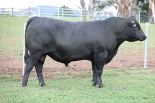 'Outstanding' phenotype has keen buyers push Crawford Angus bull bids up