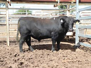 Strong demand for older bulls at Carabar's inaugural sale at Clermont