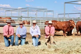 Cloncurry bull sale achieves total clearance with a $28,000 top price