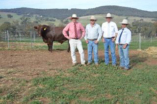 Sprys sale topper shows value to be found in balanced phenotype and genotype