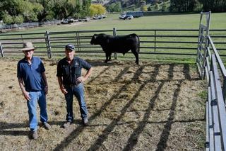 Birthweight, explosive growth, key traits pushing prices at Reiland Angus sale