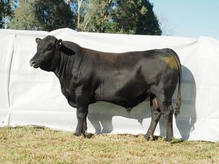 Northern demand backs Coota Park's first Blue-E Santa Gertrudis bull sale
