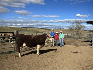 Heifer bull already proved his worth in Stanford stud before topping the sale
