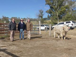 Queensland stud secures top-priced Charolais bull at Violet Hills sale