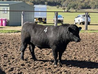 Strong average and full clearance for 28th Speriby North Angus Bull Sale
