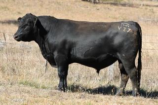 So Right and Craftsman sons dominate the Wattletop Angus bull sale at Guyra