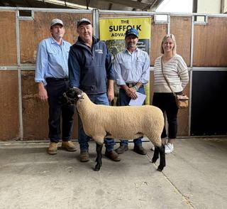 Strong demand for quality genetics at Dubbo Suffolk auction