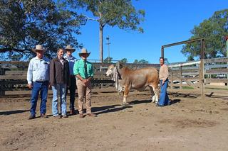 Next generation of Brahman royalty steps up at 2026 Gympie female sale