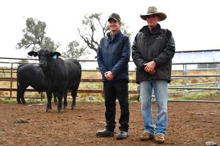 Rain follows reward as Belview Brangus sale tops at $18,000 twice