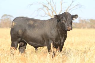 Long-game genetics: Hazeldean's 35-year quest to meet northern client needs