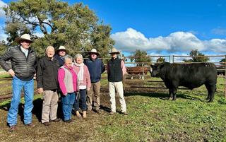 'We couldn't believe it' strong buyer support pushes up Barana bull sale