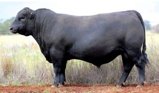'We couldn't believe it' strong buyer support pushes up Barana bull sale