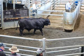 Angus and Brangus on equal terms at Kempsey's annual bull and female sale