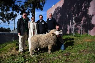 'Exceptional quality' ram sells to central Victoria to refresh bloodlines