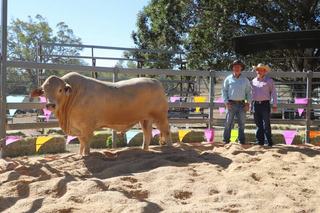 A $30,000 bull and a half-million-dollar sale for Emjay Wellcamp at Woolooga
