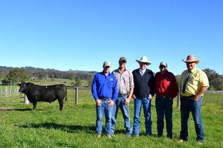 Repeat, new buyers drive top price, average up at Urban Angus 10th sale