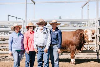 Record confidence fuels Queensland Simmental bull sale to historic result