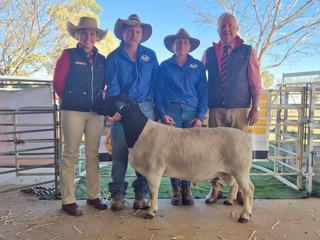 Top-price Dorper ram sets Qld record at St George multi-vendor sale