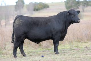 Strengthened result for the silver Myanga Angus spring bull sale as it marks milestone