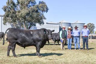 Top-priced Hazeldean bull nears $50K mark at 2026 Northern Performance Sale