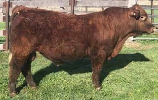 Victorian finisher secures top-priced Charolais bull at Minnie-Vale sale