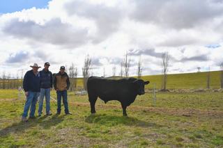 'Phenomenally presented': repeat buyers chase high growth at Hillview Angus