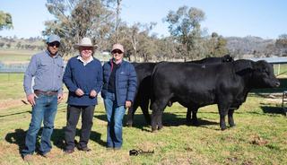 Spirited bidding: strong local support for XL Beef Angus bulls and heifers